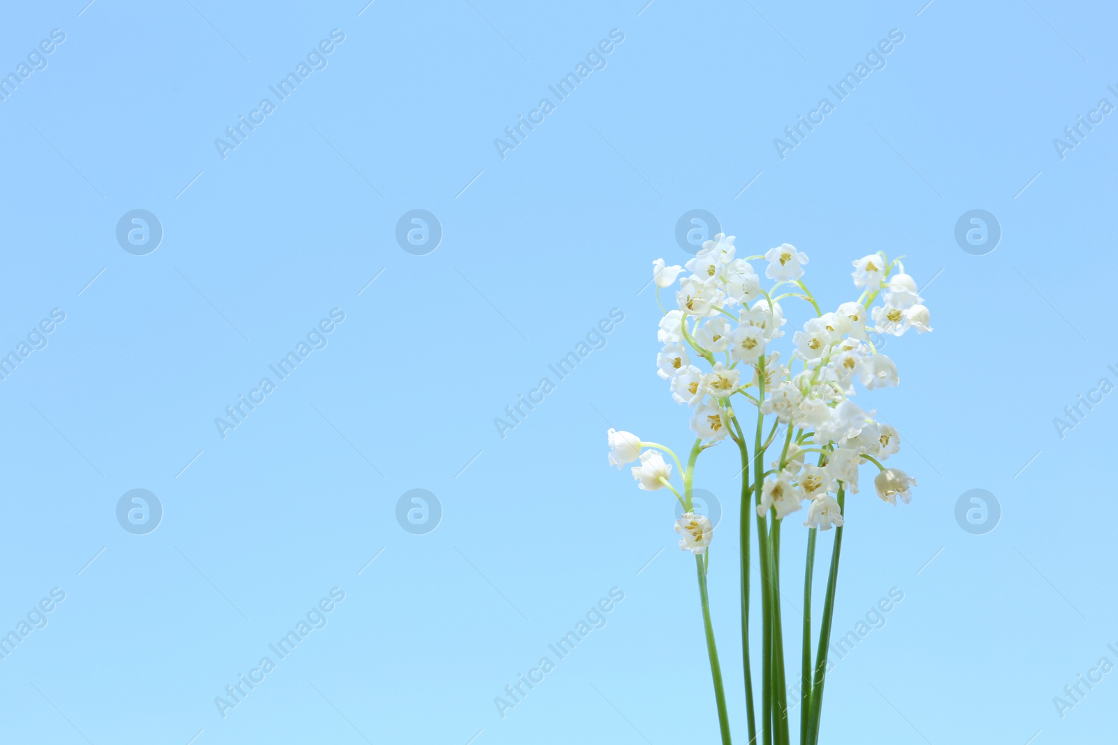 Photo of Beautiful lily of the valley flowers on light blue background, closeup. Space for text