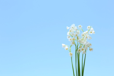 Photo of Beautiful lily of the valley flowers on light blue background, closeup. Space for text