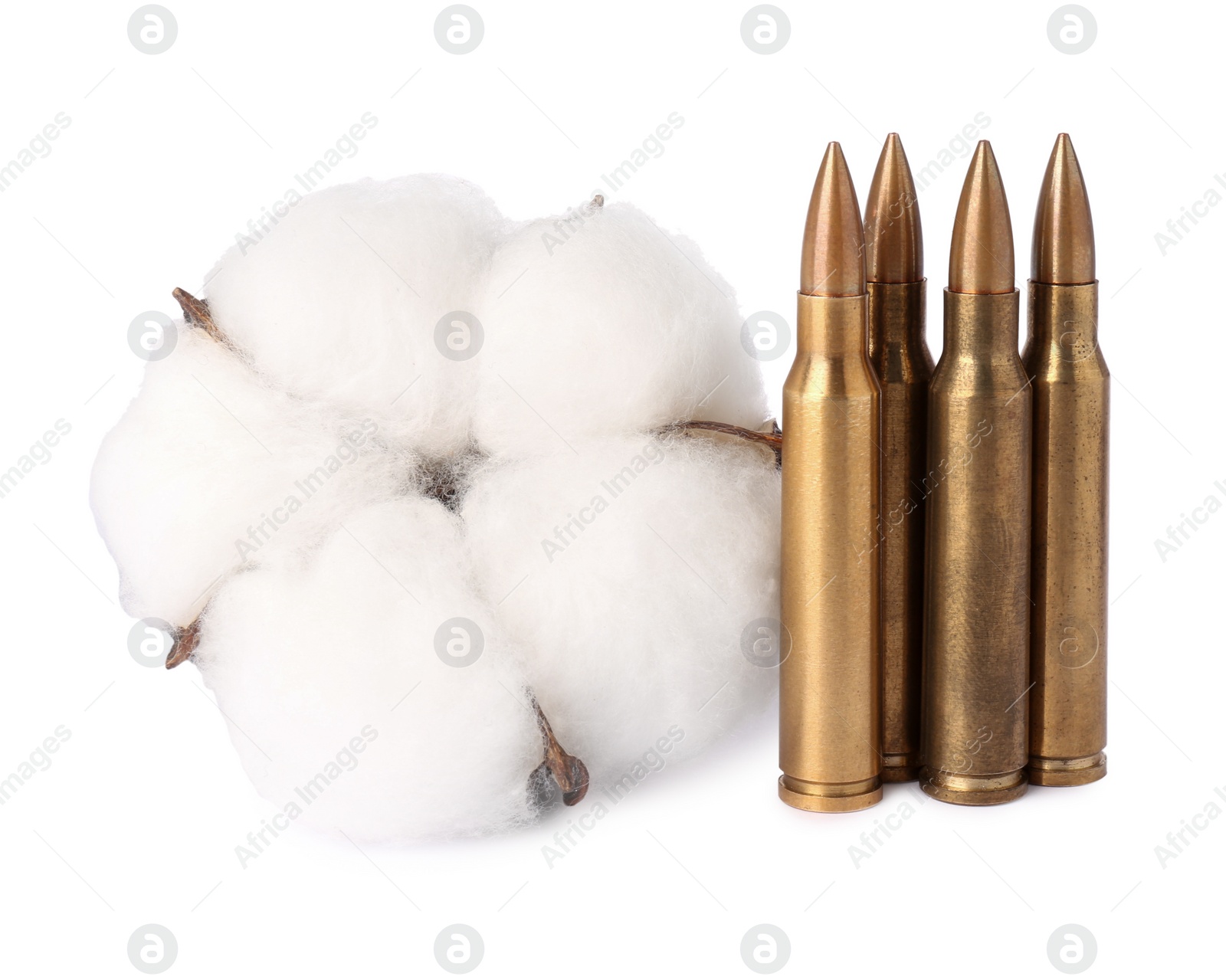 Photo of Bullets and beautiful cotton flower isolated on white