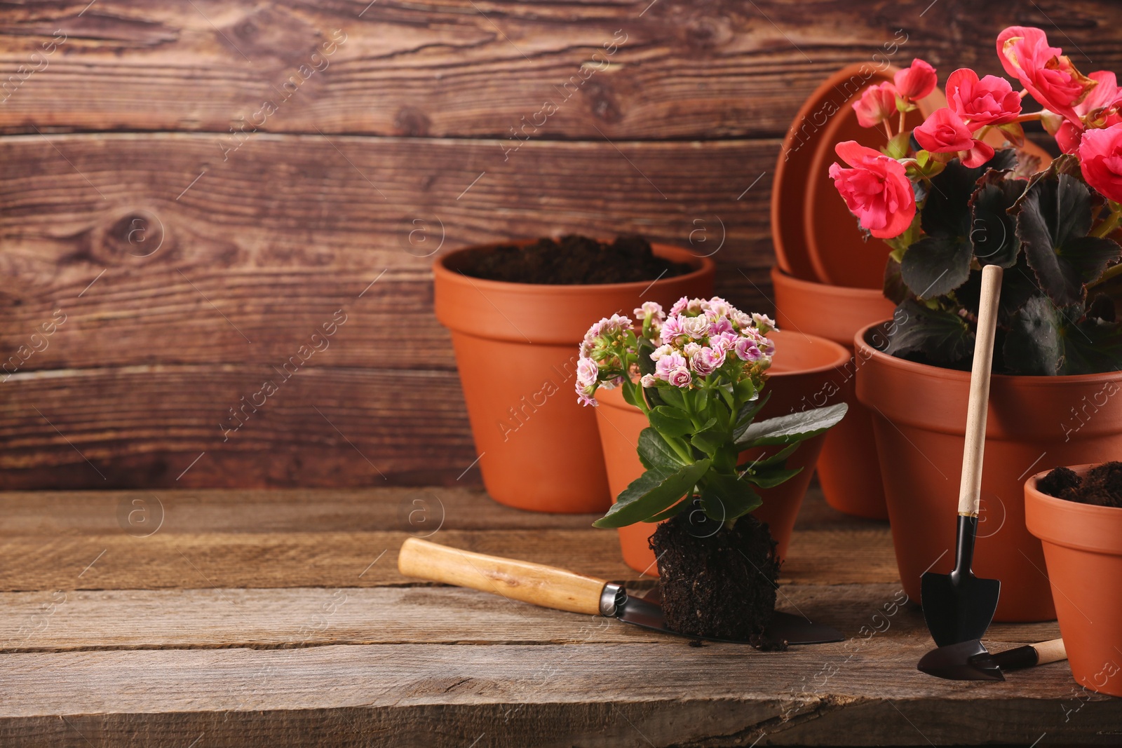 Photo of Time for transplanting. Many terracotta pots, soil, flowers and tools on wooden table. Space for text