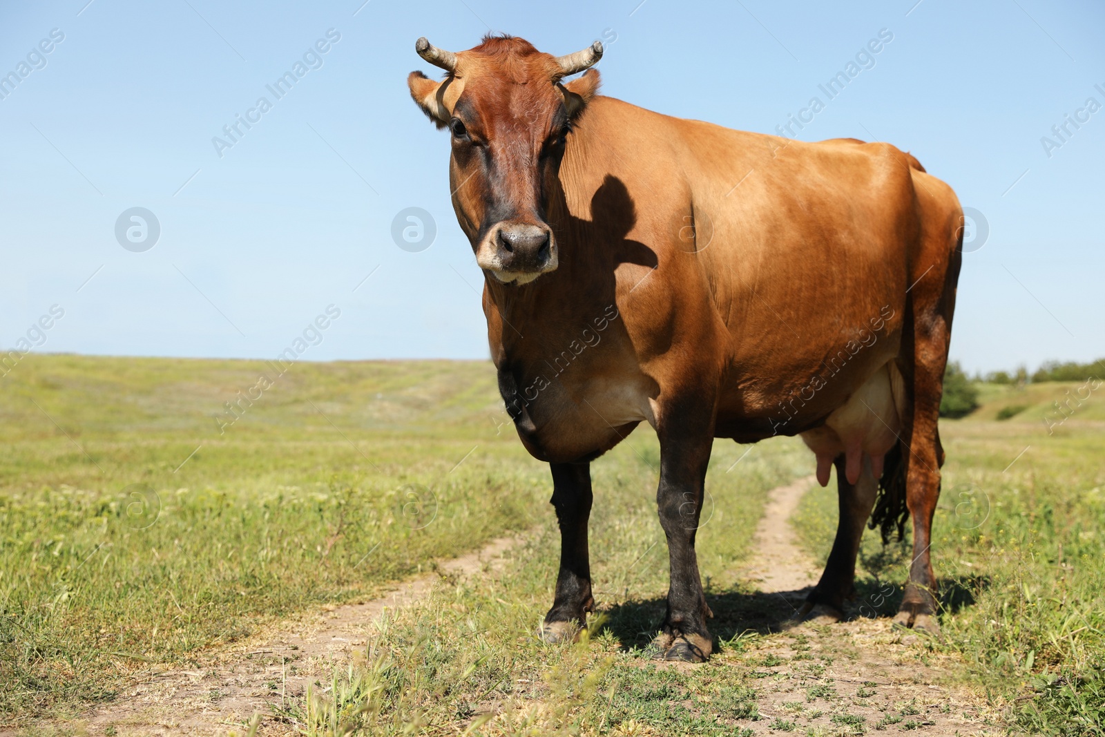 Photo of Beautiful brown cow outdoors on sunny day. Animal husbandry