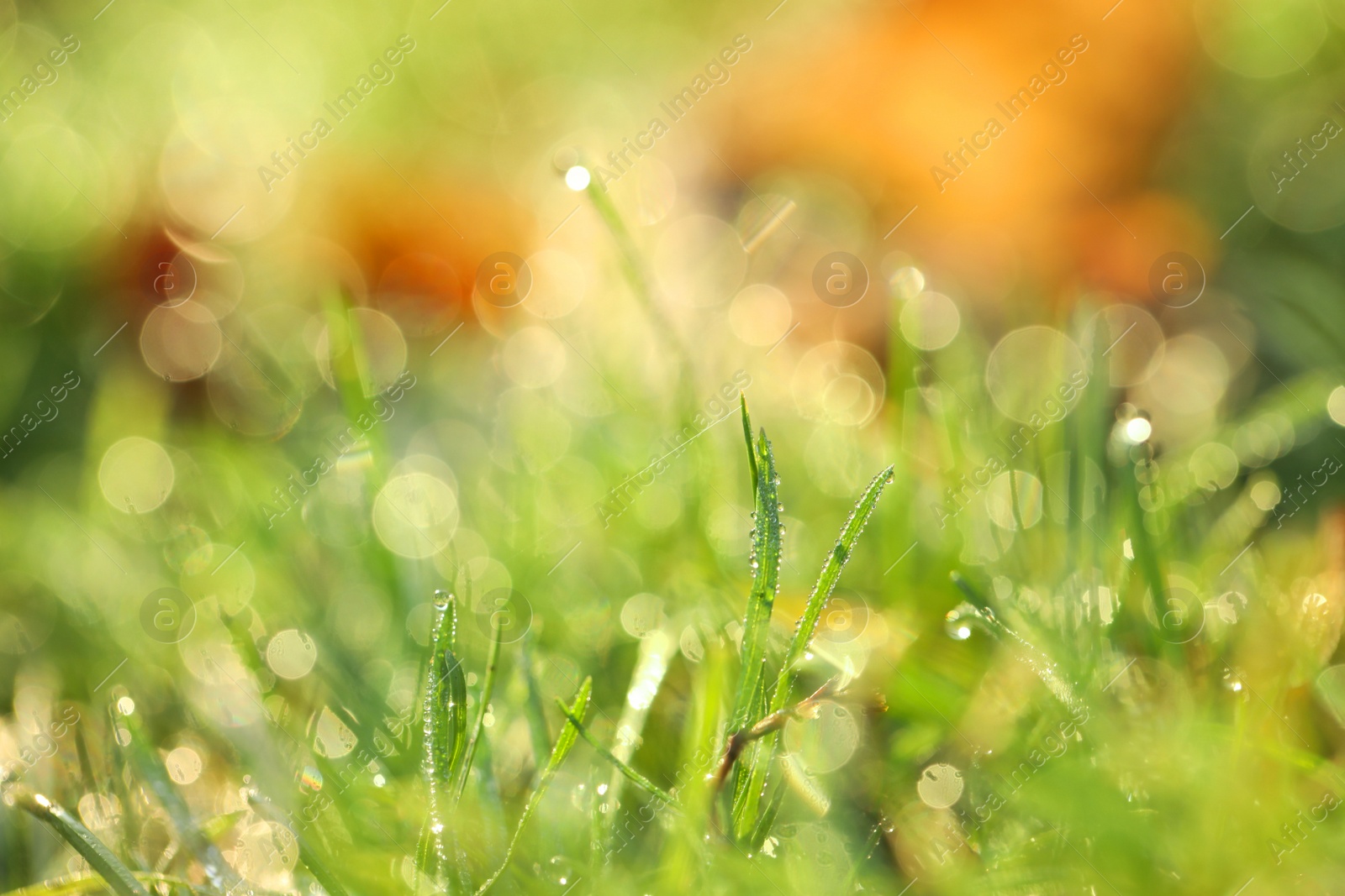 Photo of Green grass with morning dew outdoors, closeup