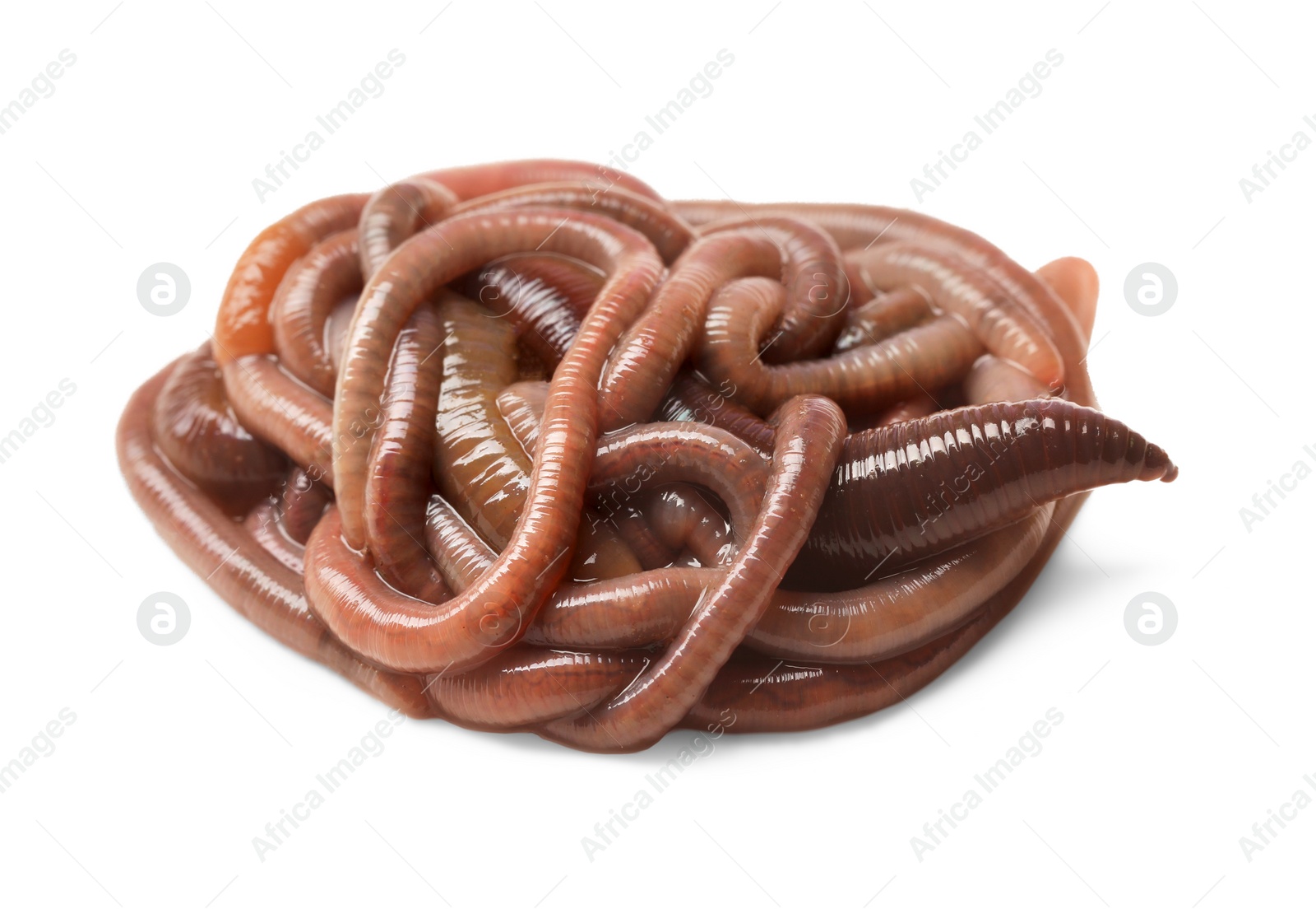 Photo of Many earthworms on white background. Terrestrial invertebrates