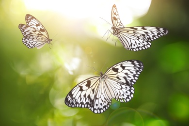 Beautiful rice paper butterflies flying in green garden