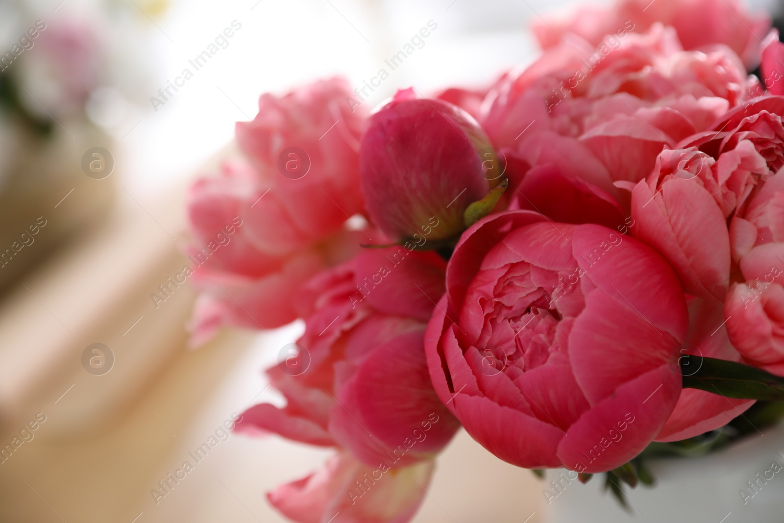 Photo of Beautiful peony bouquet on blurred background, closeup