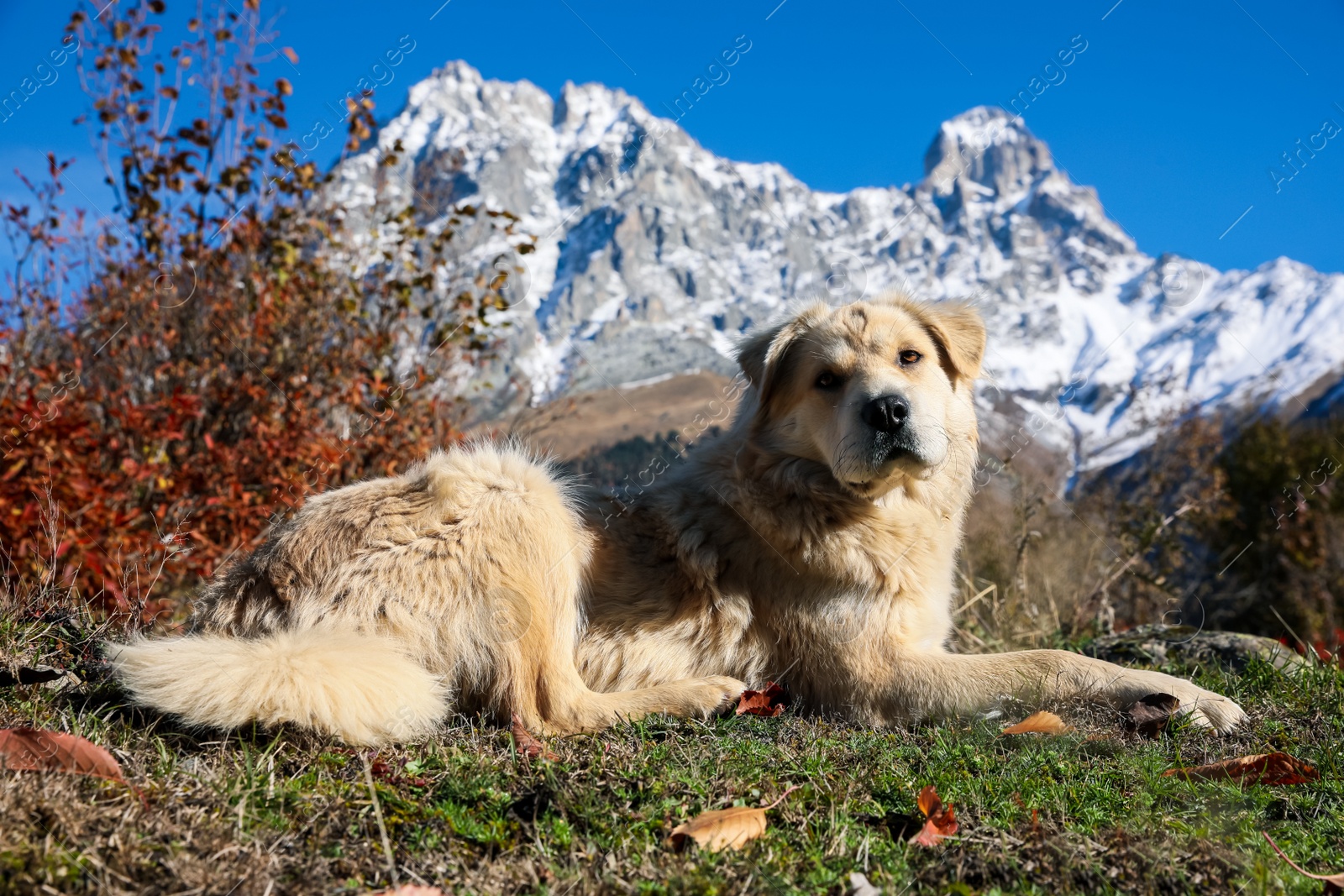 Photo of Adorable dog in mountains on sunny day