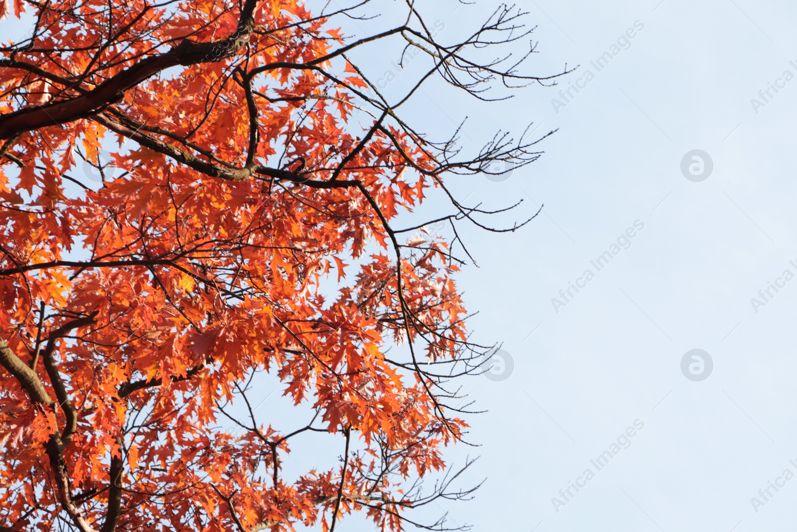 Photo of Beautiful trees with autumn leaves against sky on sunny day, low angle view