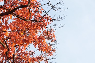 Beautiful trees with autumn leaves against sky on sunny day, low angle view