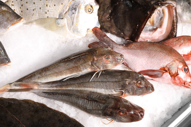 Photo of Different types of fresh fish on ice in supermarket