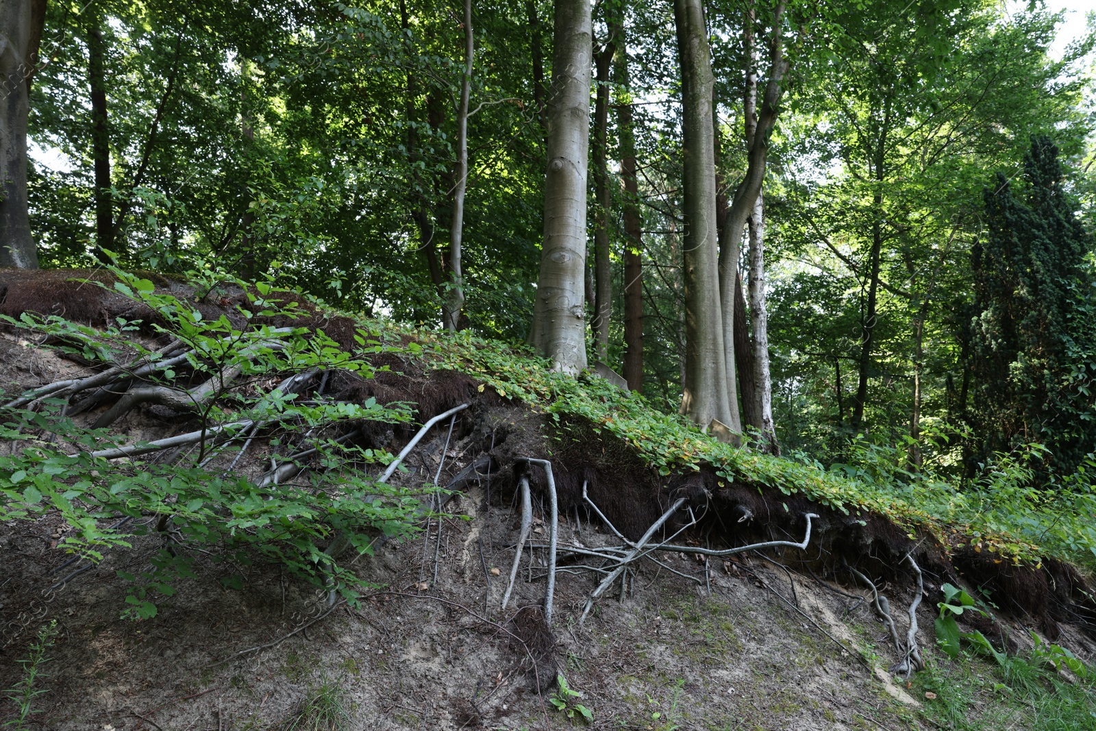 Photo of Trees and beautiful green plants in forest, low angle view