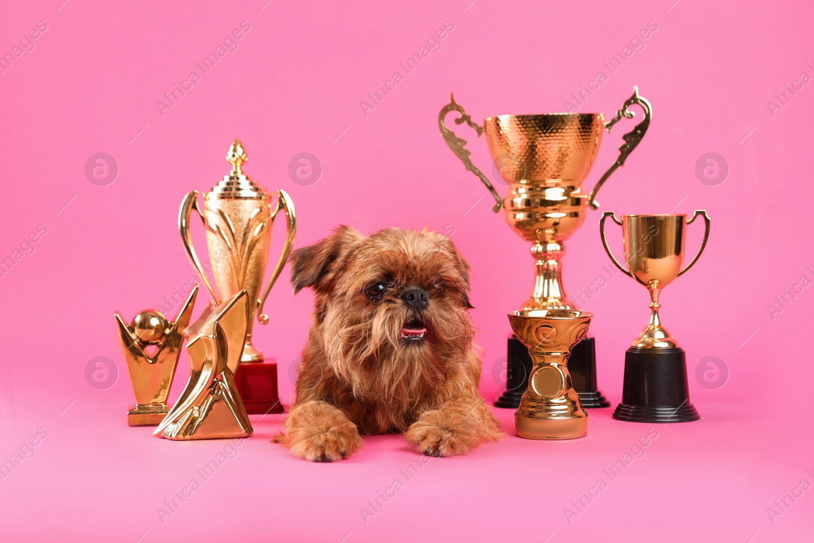 Photo of Cute Brussels Griffon dog with champion trophies on pink background