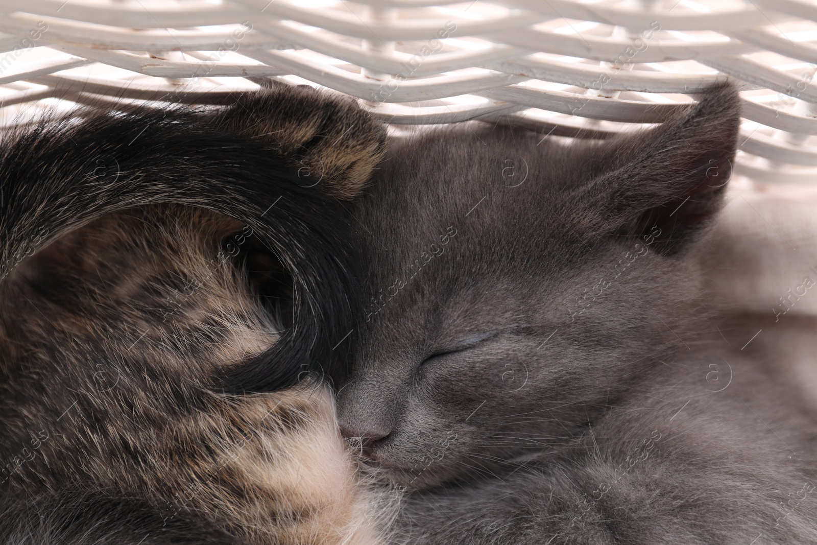 Photo of Cute fluffy kittens in basket. Baby animals