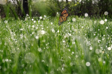 Image of Fresh green grass with morning dew and beautiful butterfly, closeup view