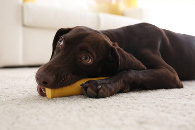 Photo of Cute German Shorthaired Pointer dog playing with toy at home