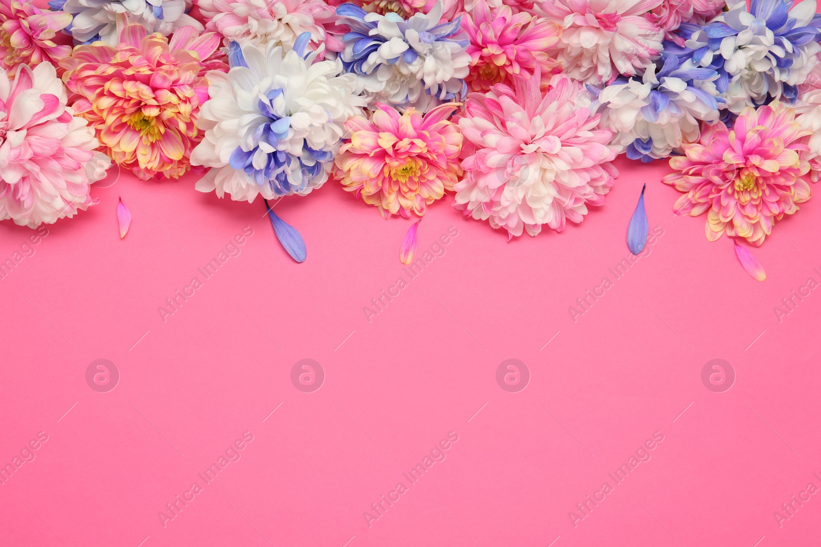 Photo of Beautiful chrysanthemums on pink background, flat lay. Space for text