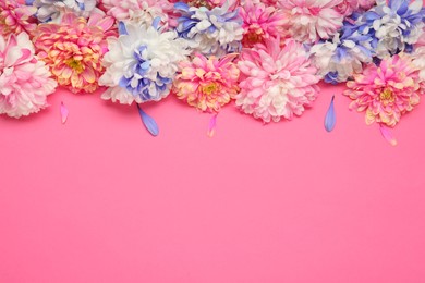 Beautiful chrysanthemums on pink background, flat lay. Space for text