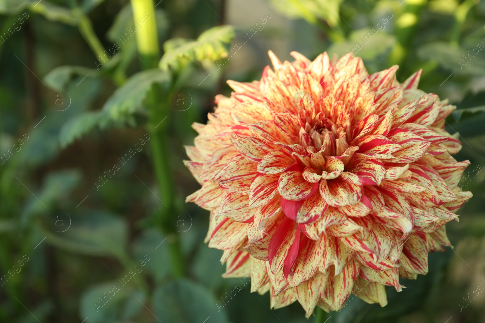 Photo of Beautiful blooming orange dahlia flower in green garden, closeup