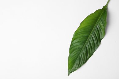 Photo of Leaf of tropical spathiphyllum plant on white background, top view