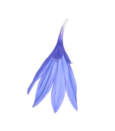 Photo of Beautiful light blue cornflower petal isolated on white