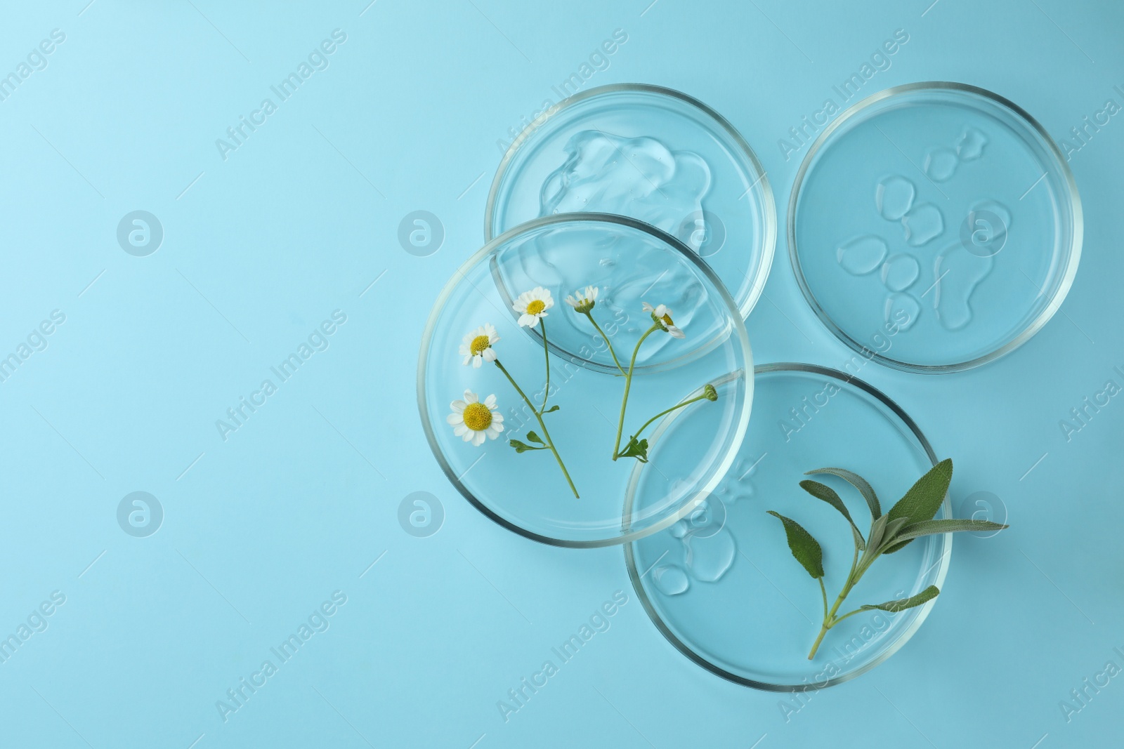 Photo of Flat lay composition with Petri dishes and plants on light blue background. Space for text