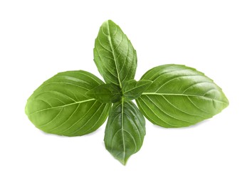 Photo of Aromatic green basil sprig isolated on white. Fresh herb