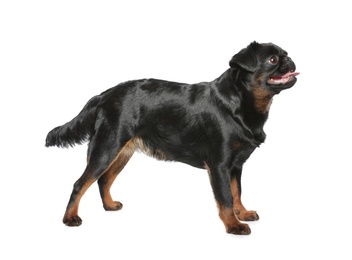 Adorable black Petit Brabancon dog standing on white background