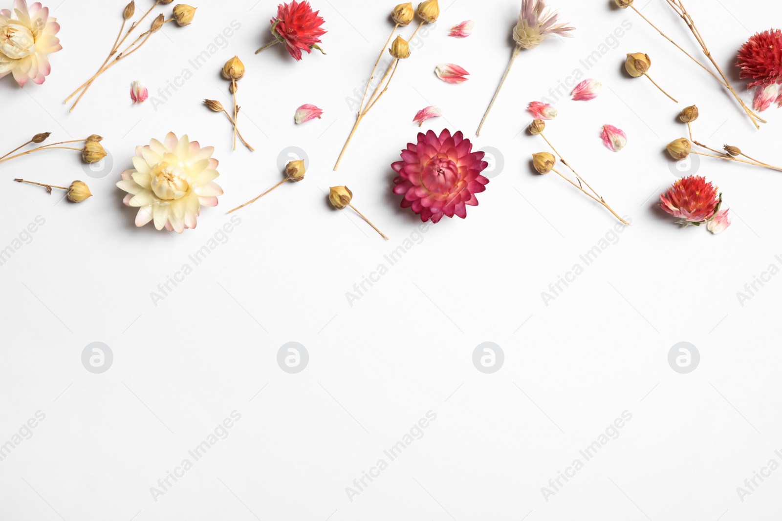 Photo of Beautiful fresh and dry flowers on white background, flat lay. Space for text