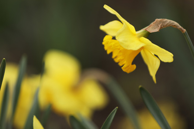 Beautiful blooming daffodil outdoors on spring day, closeup