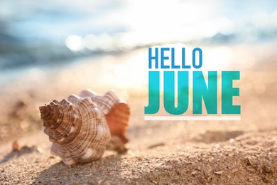 Image of Hello June. Beautiful sea shell on sandy beach