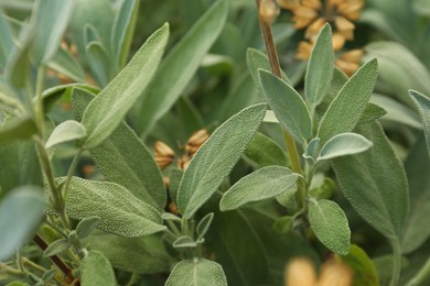 Photo of Beautiful sage with green leaves growing outdoors, closeup