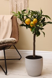 Small potted lemon tree in stylish room interior. Idea for design