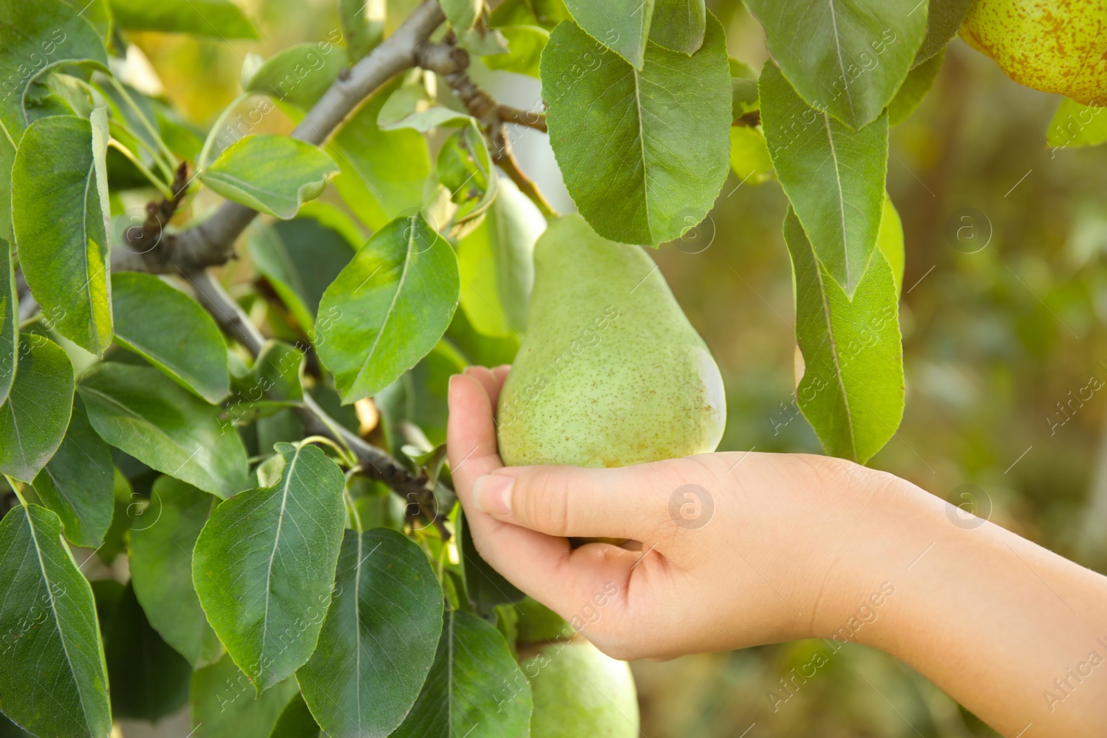 Photo of Woman holding fresh juicy pear on tree in garden, closeup