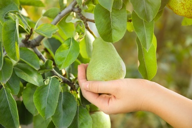 Photo of Woman holding fresh juicy pear on tree in garden, closeup