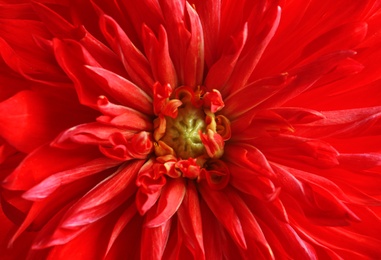 Photo of Beautiful red dahlia flower as background, closeup