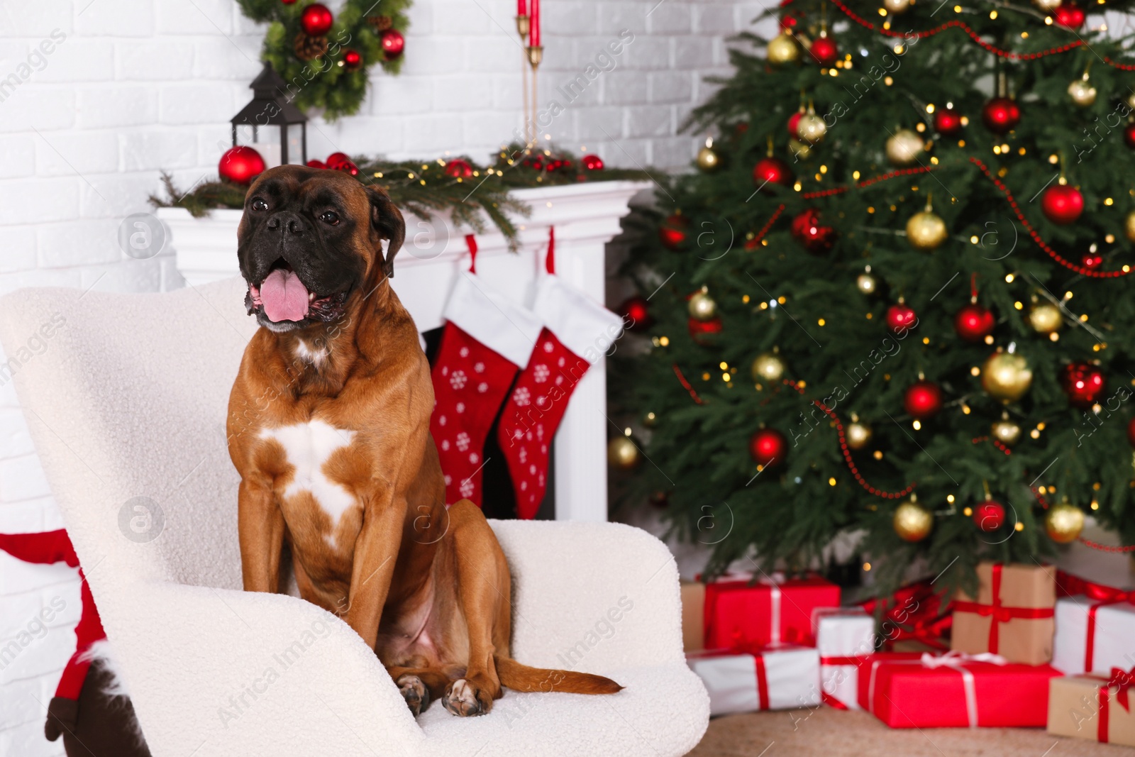 Photo of Cute dog on armchair in room decorated for Christmas