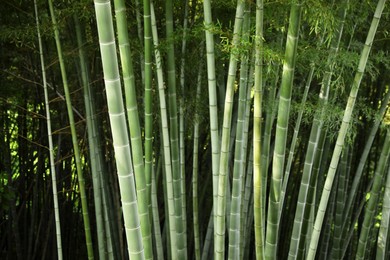 Beautiful green bamboo plants growing in forest