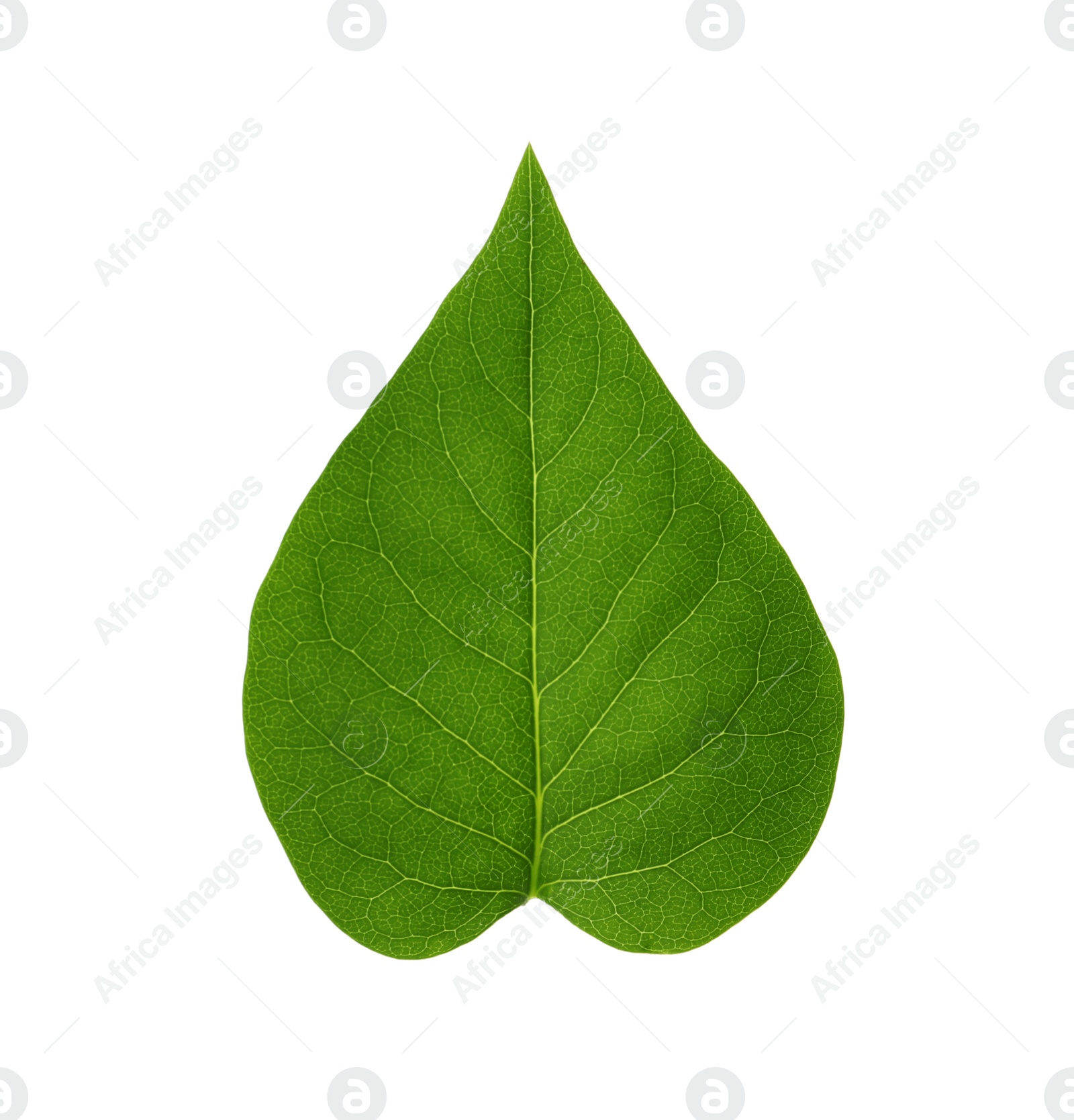 Photo of Leaf of sacred fig tree isolated on white. Buddhism concept