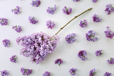 Flat lay composition with beautiful blossoming lilac on light background. Spring flowers