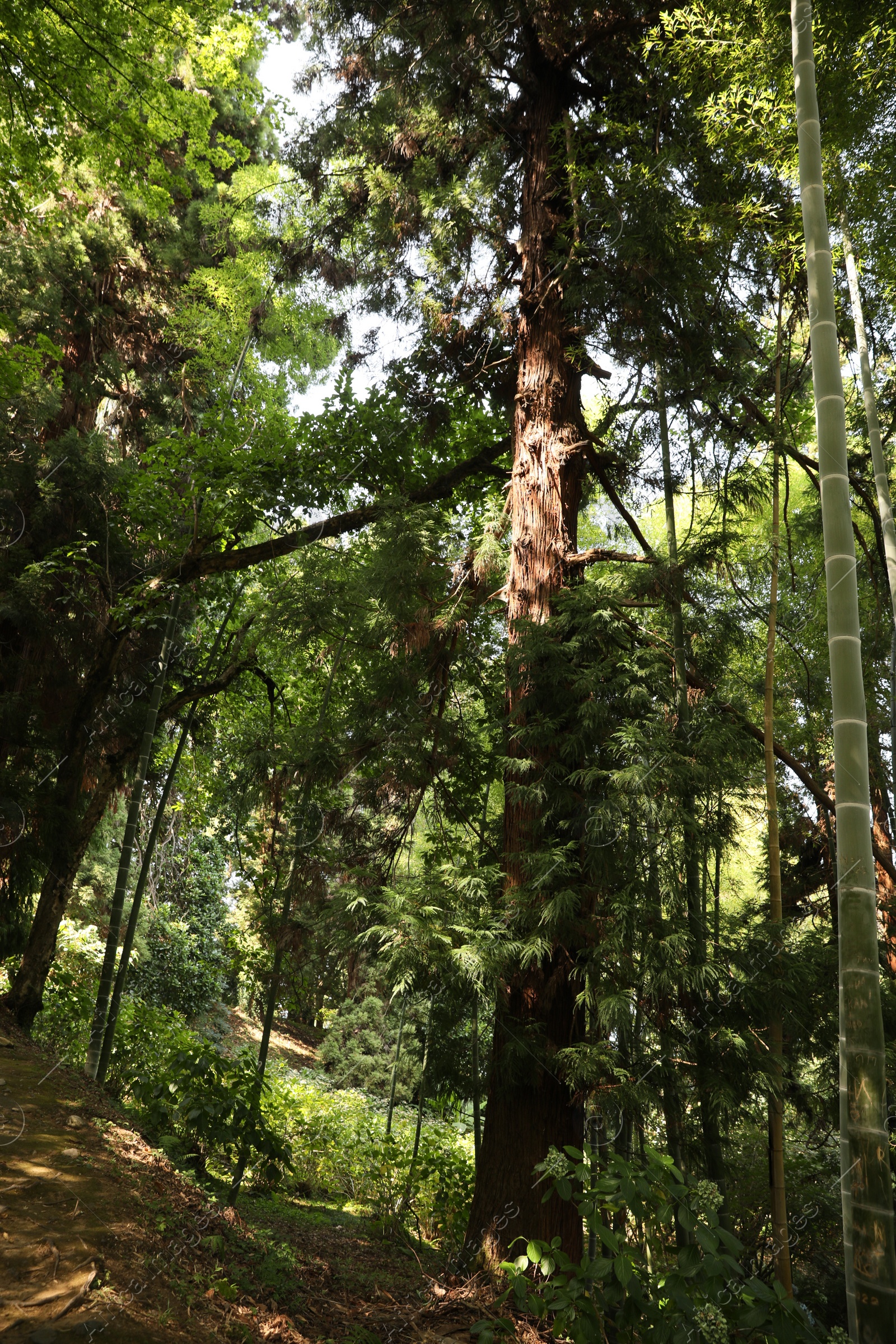 Photo of Beautiful green bamboo plants growing in forest