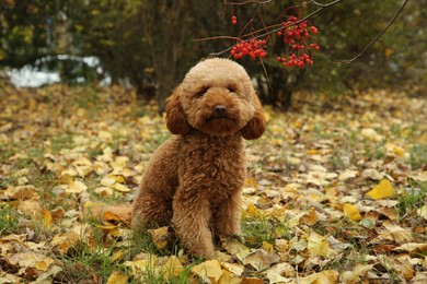 Photo of Cute fluffy dog in autumn park. Adorable pet