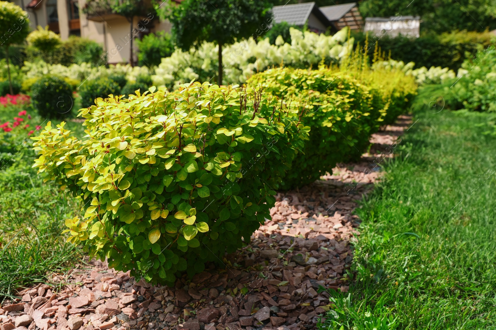 Photo of Barberry shrubs growing outdoors. Gardening and landscaping