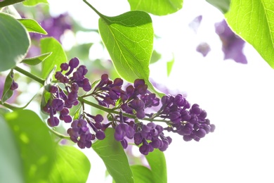 Blossoming lilac on sunny spring day