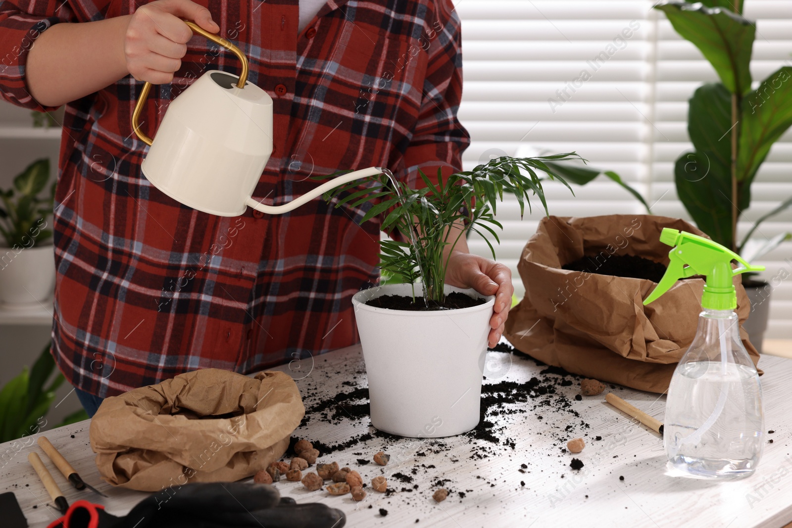 Photo of Woman watering houseplant after transplanting at white table indoors, closeup