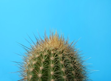 Beautiful green cactus on light blue background, closeup. Tropical plant