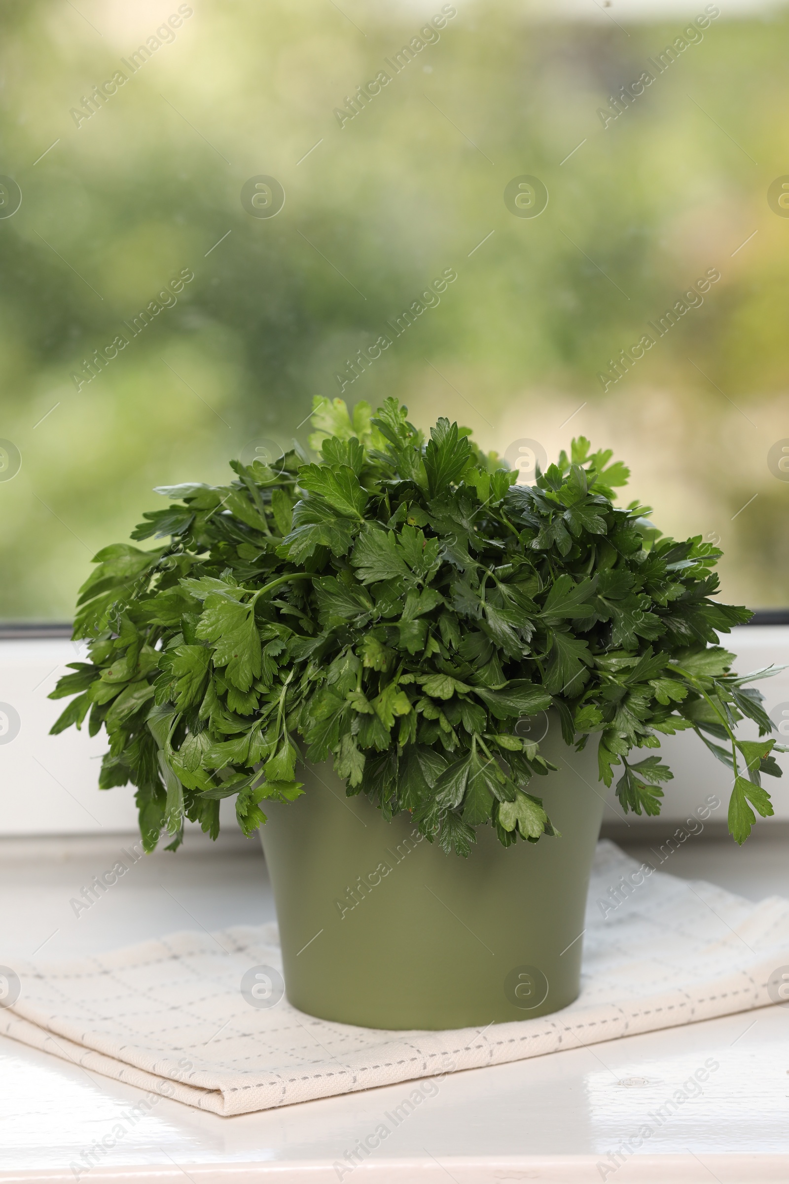 Photo of Aromatic parsley growing in pot on window sill. Space for text