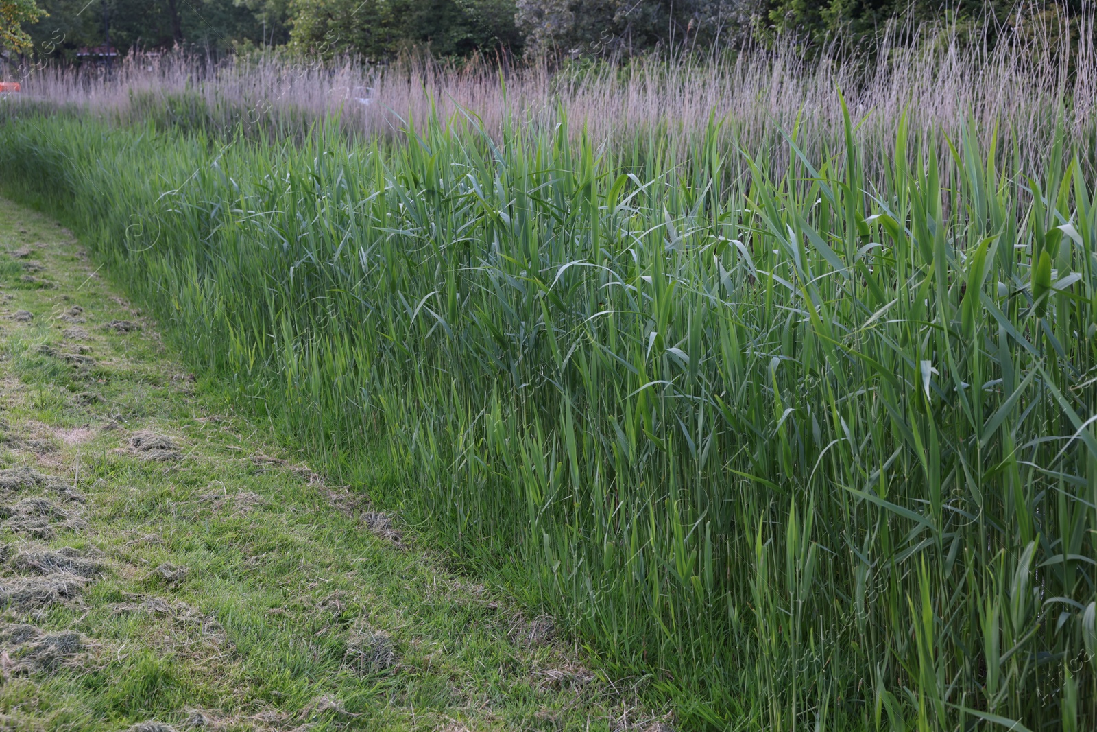 Photo of Beautiful view of green reed plants growing outdoors