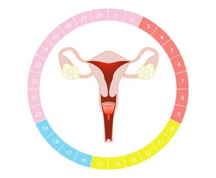 Illustration of Instruction how to use menstrual cup during period. Female reproductive system and cycle calendar on white background, illustration
