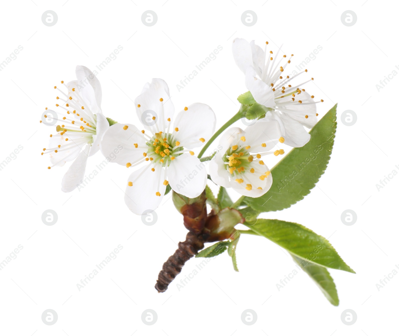 Photo of Beautiful spring blossoms with leaves isolated on white