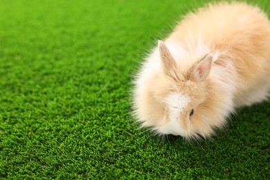 Photo of Cute little rabbit on grass. Space for text