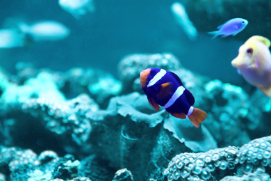 Image of Beautiful clown fish in clear aquarium water. Bleached coral - color of the year 2020